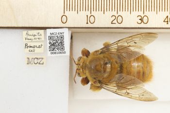 Media type: image;   Entomology 810650 Aspect: labels
